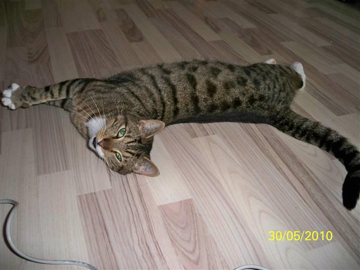 Huskat Micky billede 3