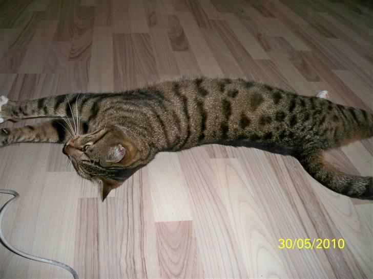 Huskat Micky billede 4