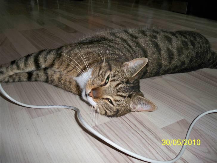 Huskat Micky billede 5