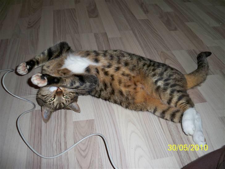 Huskat Micky billede 6