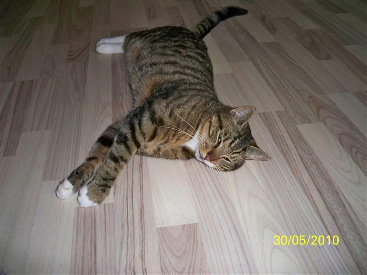 Huskat Micky billede 7