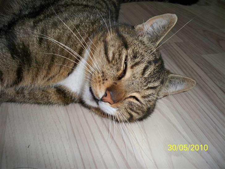 Huskat Micky billede 8