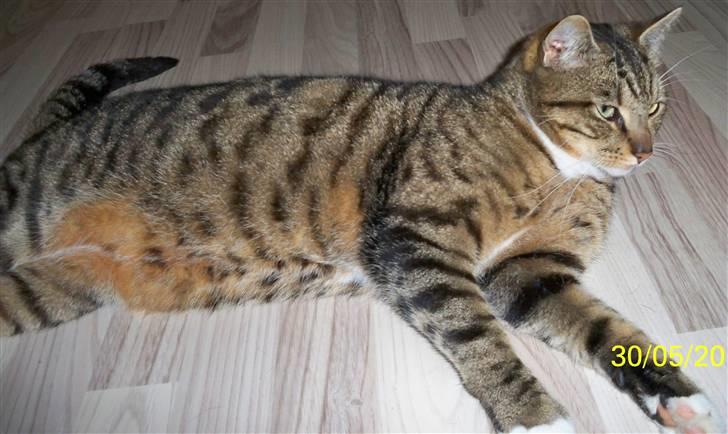 Huskat Micky billede 9