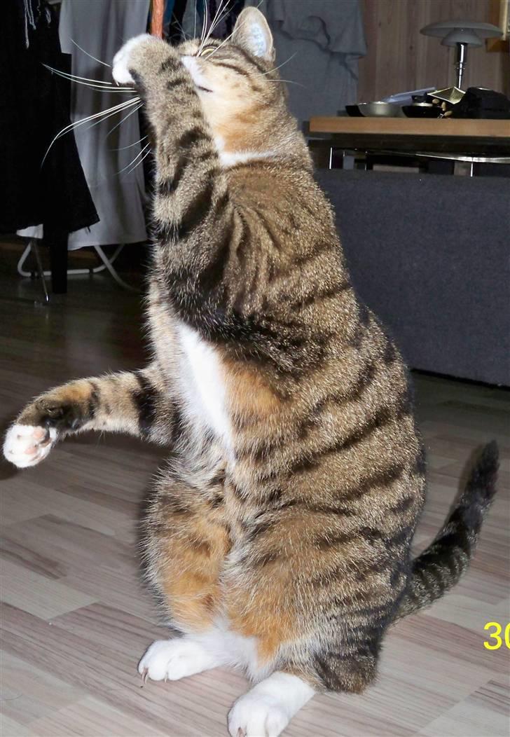 Huskat Micky billede 10