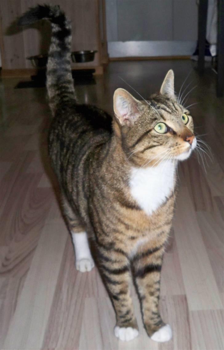 Huskat Micky billede 11