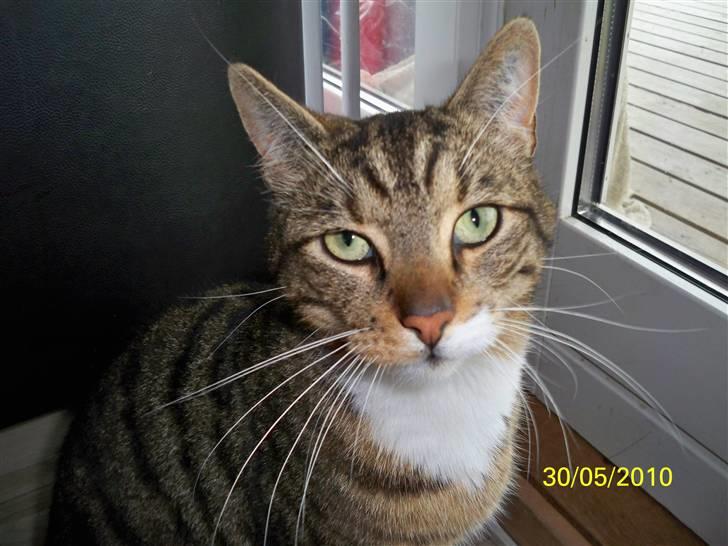 Huskat Micky billede 12