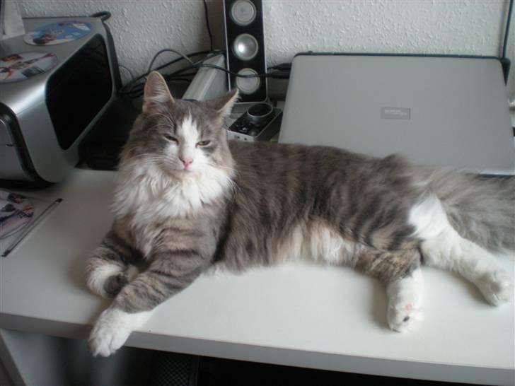 Norsk Skovkat Gizmo billede 12