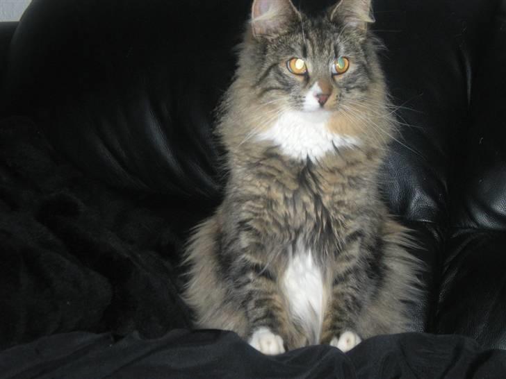 Norsk Skovkat Duchess billede 1