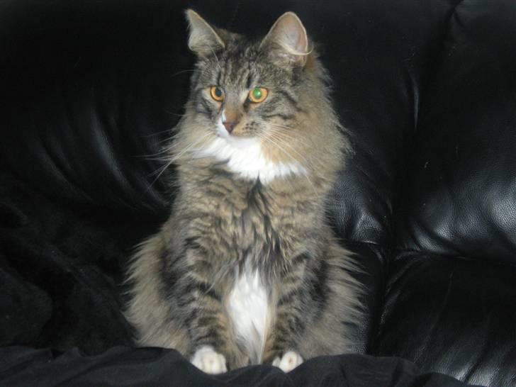 Norsk Skovkat Duchess billede 2