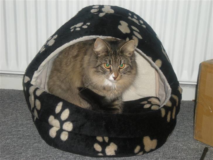 Norsk Skovkat Duchess billede 3