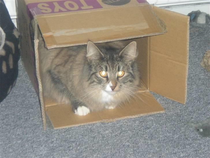 Norsk Skovkat Duchess billede 4