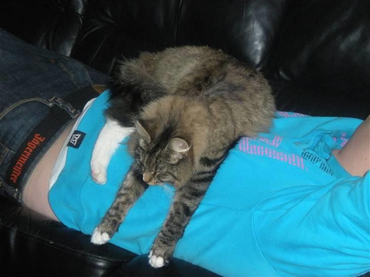 Norsk Skovkat Duchess billede 5