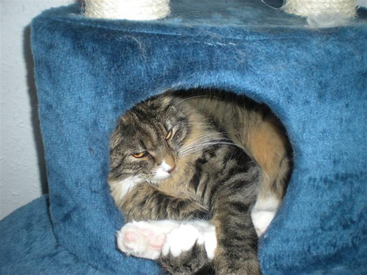 Norsk Skovkat Duchess billede 6