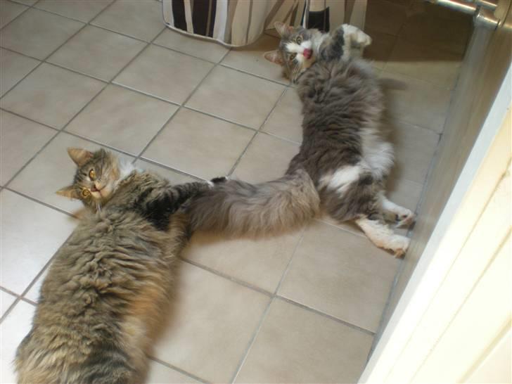 Norsk Skovkat Duchess billede 7