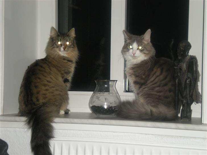 Norsk Skovkat Duchess billede 8