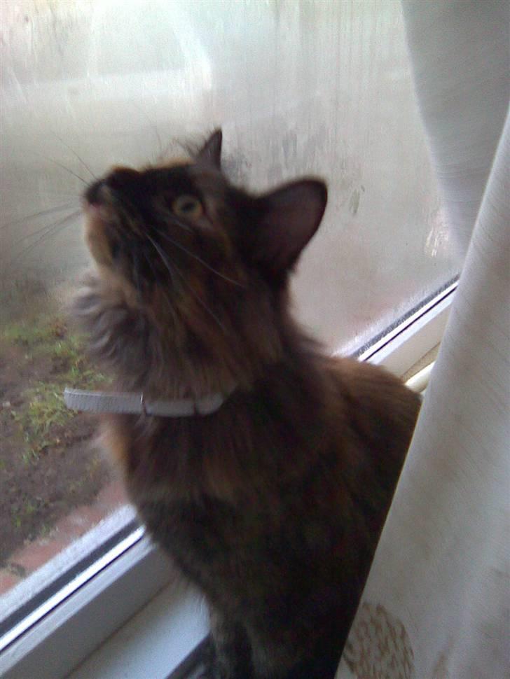 Norsk Skovkat Pearl *SAVNES* - Her et skønt billed af pearl, hvis jeg selv skal sige det. meget yndigt :) billede 1