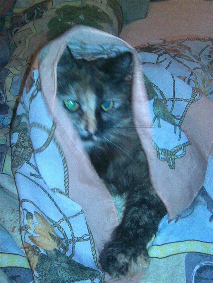 Norsk Skovkat Pearl *SAVNES* - ha´ ha, jeg lade dette silke klæde over hende og så måtte jeg sku´ ikke få det tilbage igen :P billede 2