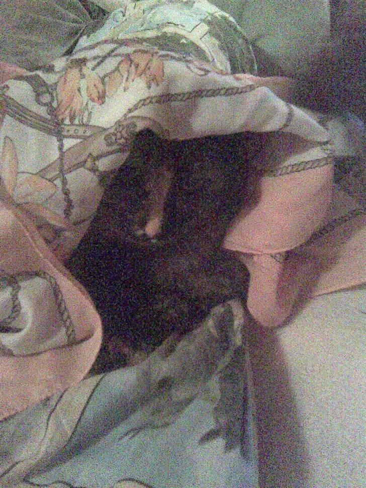 Norsk Skovkat Pearl *SAVNES* - haha, hvor hun nyder den opmærksomhed :D billede 3