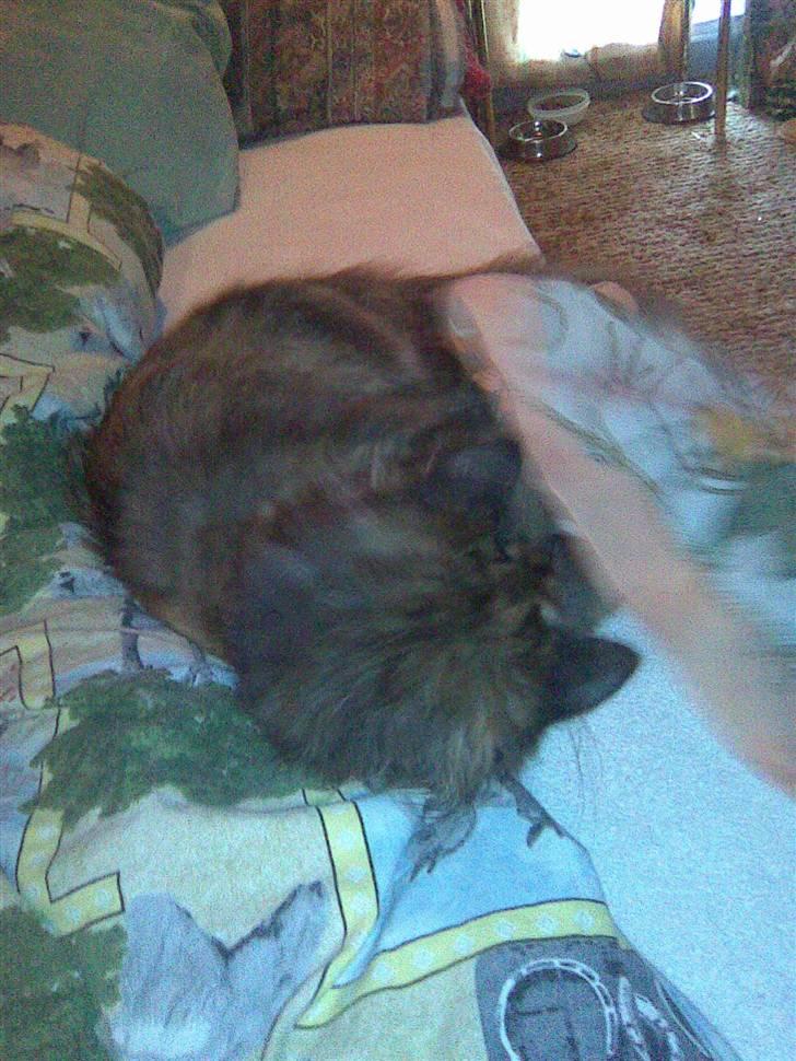 Norsk Skovkat Pearl *SAVNES* - Her leger hun med tørklædet :P billede 4