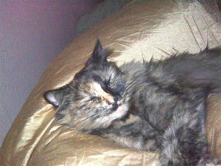 Norsk Skovkat Pearl *SAVNES* - Pearl poltre sig i silke dynerne :P billede 5