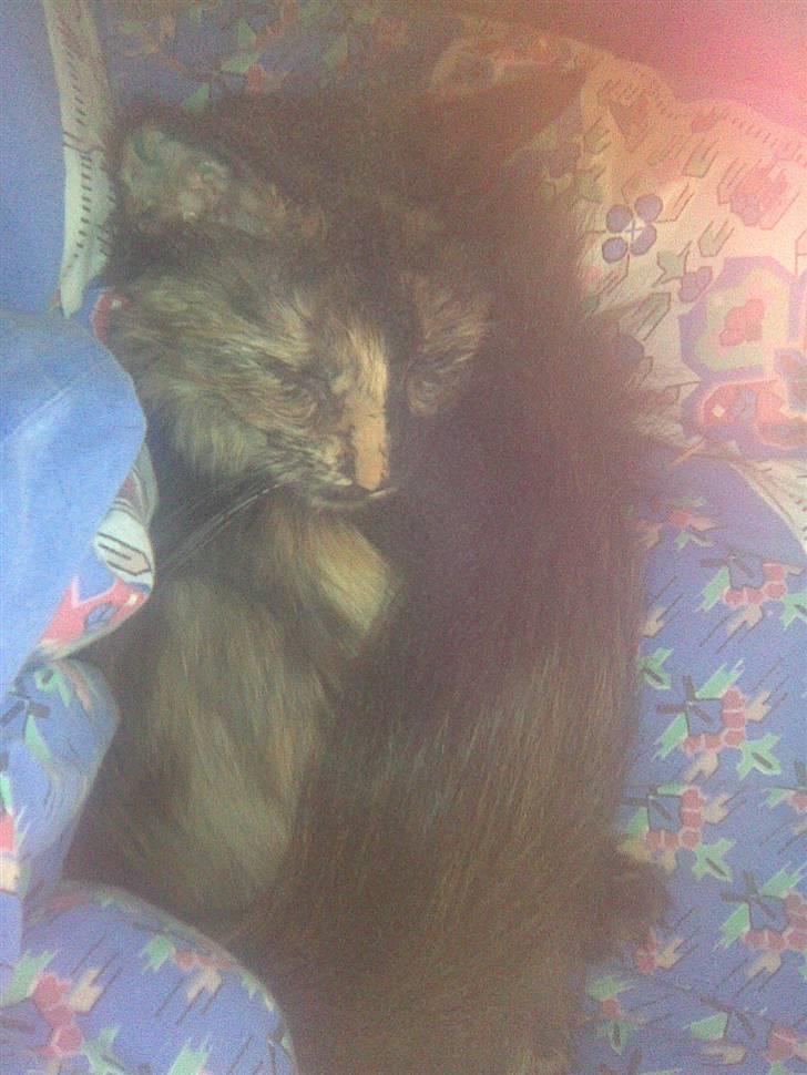 Norsk Skovkat Pearl *SAVNES* - "Zzzz - Zzzz" pearl ligger godt puttet dybt nede i dynen, det kan hun lide :D billede 6