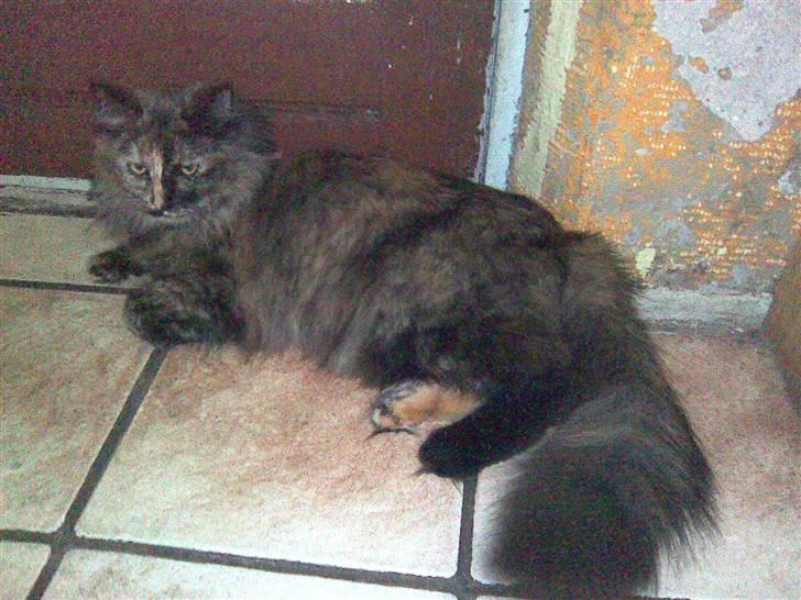 Norsk Skovkat Pearl *SAVNES* billede 7