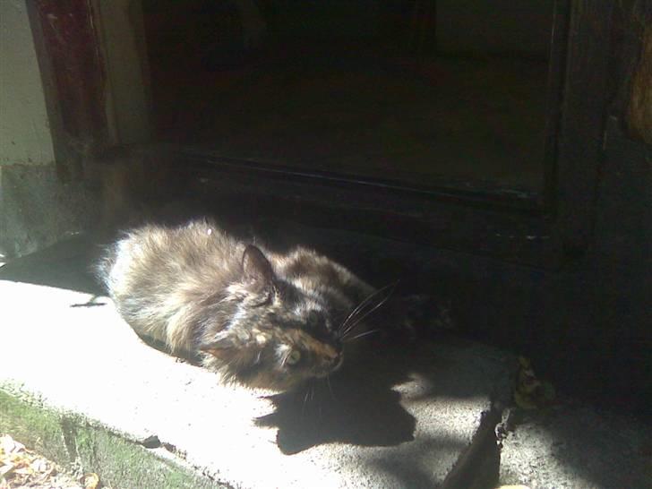 Norsk Skovkat Pearl *SAVNES* - "Dejligt at poltre sig lidt ude i solen, lige hvad jeg trænger til..." billede 8