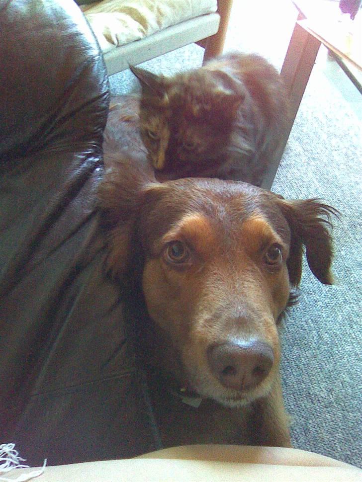 Norsk Skovkat Pearl *SAVNES* - "hmm? gad vide om han kan blive en god hovedpude?" billede 9