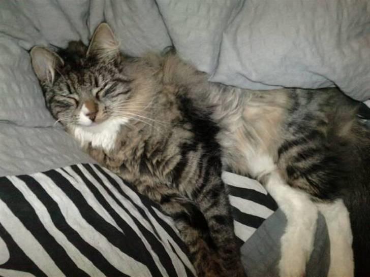 Norsk Skovkat Duchess billede 9