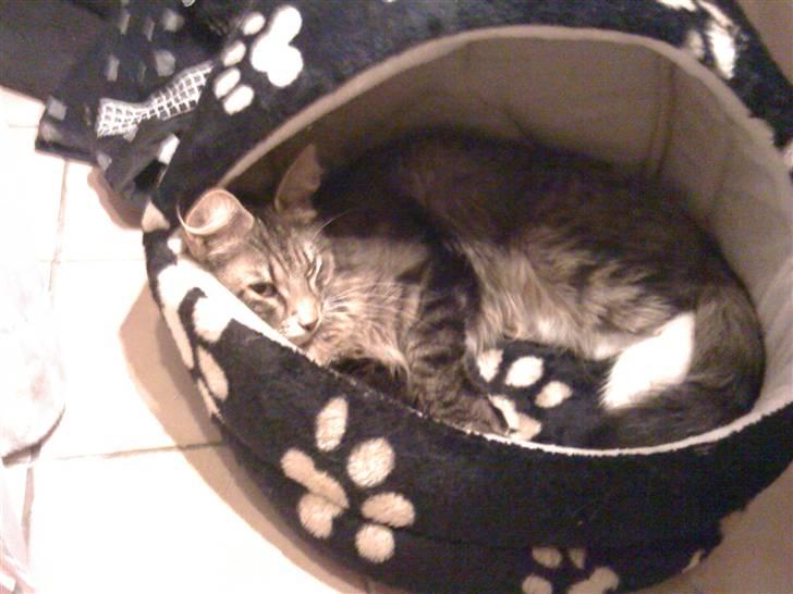 Norsk Skovkat Duchess - Her er hun lige blevet oprereret ... billede 10