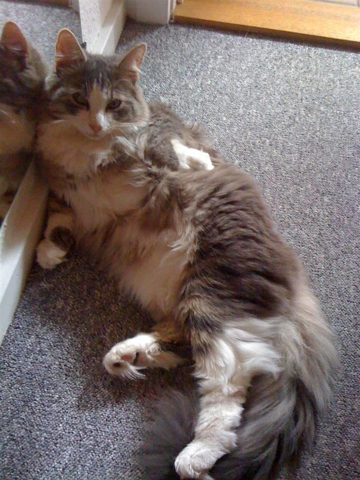 Norsk Skovkat Gizmo billede 14