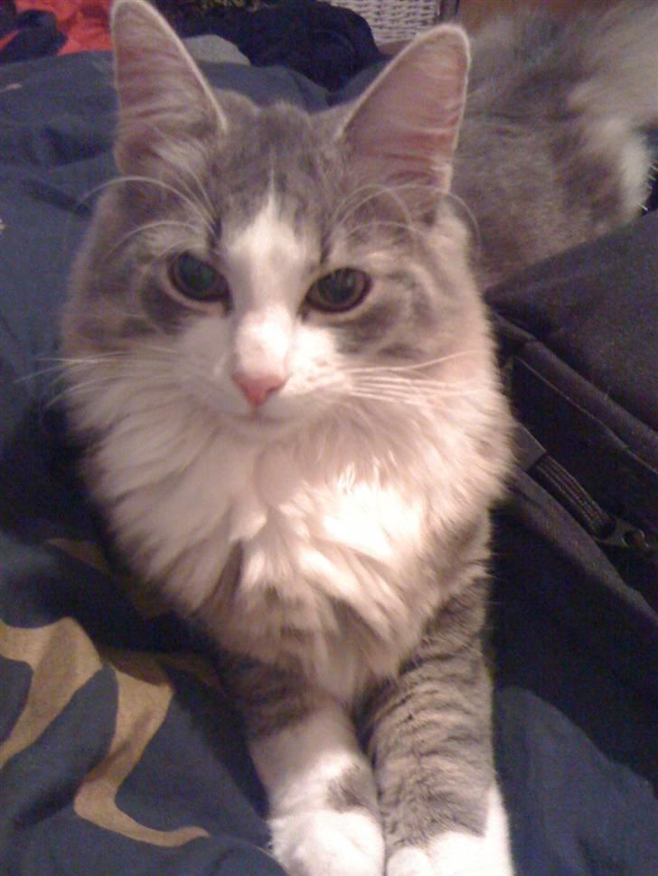 Norsk Skovkat Gizmo billede 15