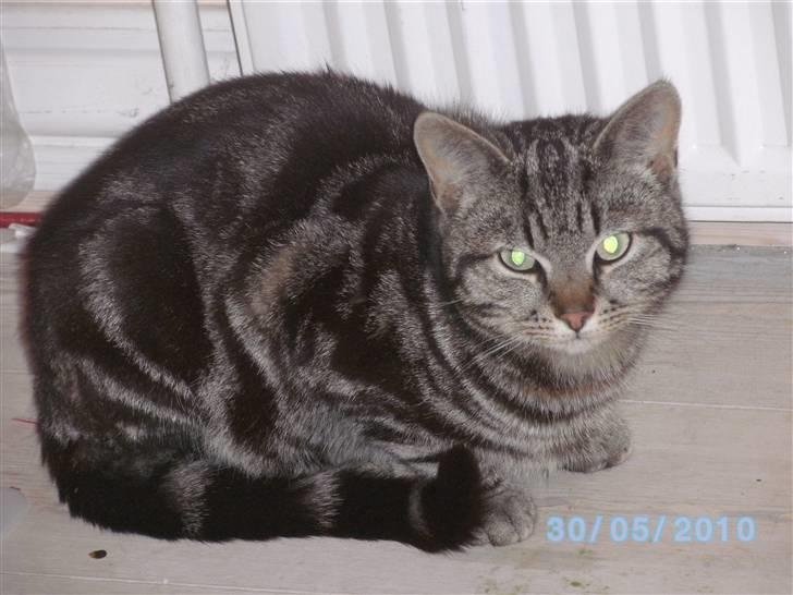 Huskat Ib - da Ib fik øje på Lukas O.o billede 1