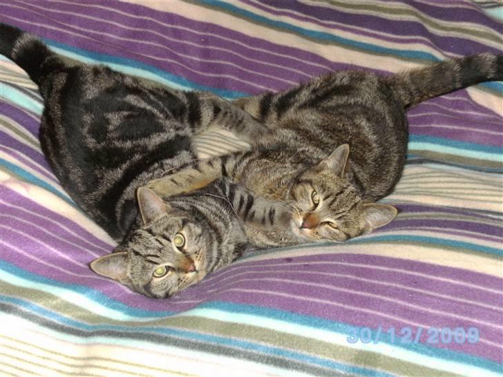 Huskat Ib - Her er Ib sammen med Bo, dens bror :D  billede 2