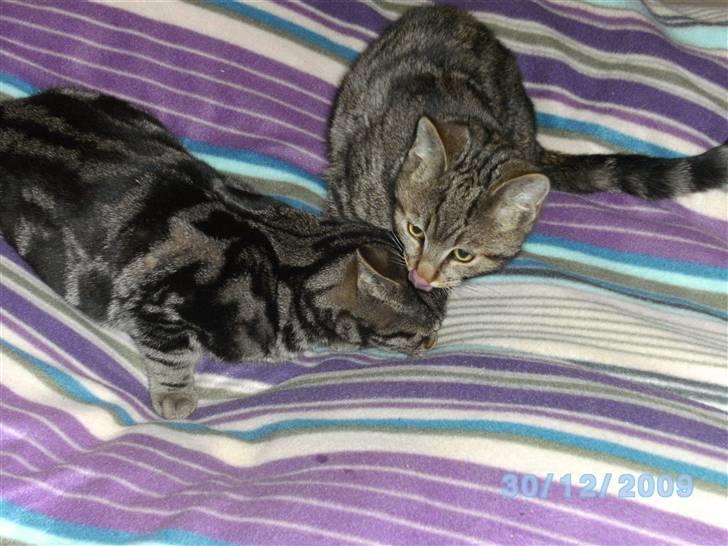 Huskat Ib - søskende kærlighed :D billede 3