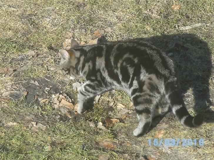 Huskat Ib - Det er hårdt at være kat" :D  billede 4