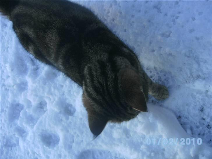 Huskat Ib - På jagt i sneen :D billede 5