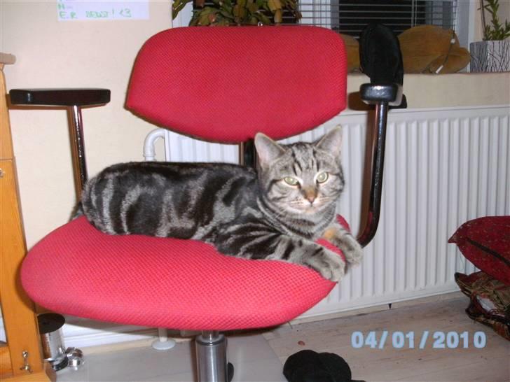 Huskat Ib - Årh ... en stol :D  billede 7