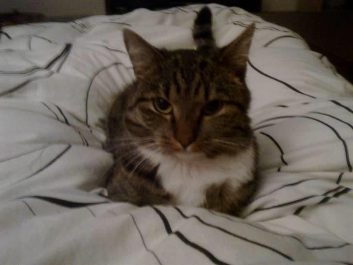 Blanding af racer Silver - Silver billede 1