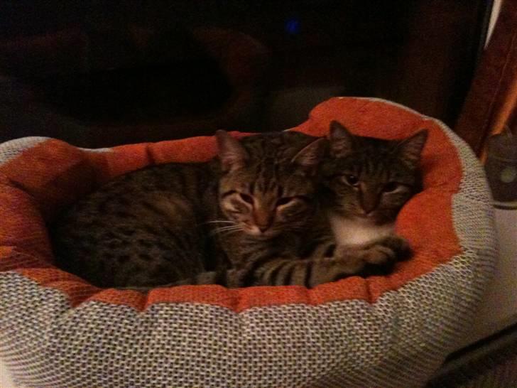 Blanding af racer Silver - Owen, til venstre (den forsvundne kat) hygger i kattesengen med silver billede 2