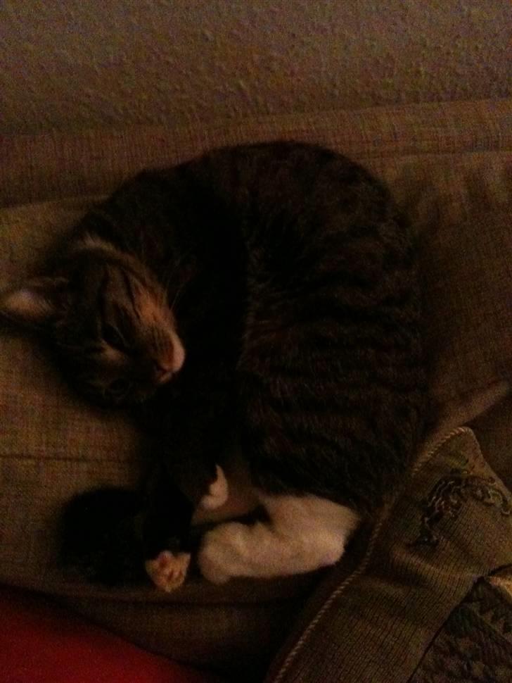 Blanding af racer Silver - Puttekatten Silver billede 3