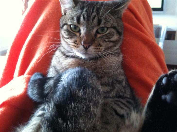 Blanding af racer Silver - Owen sidder på numsen billede 4