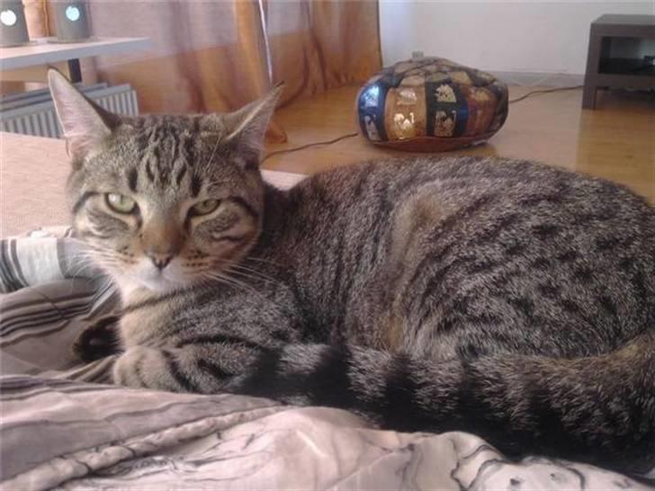 Blanding af racer Silver - Owen billede 5