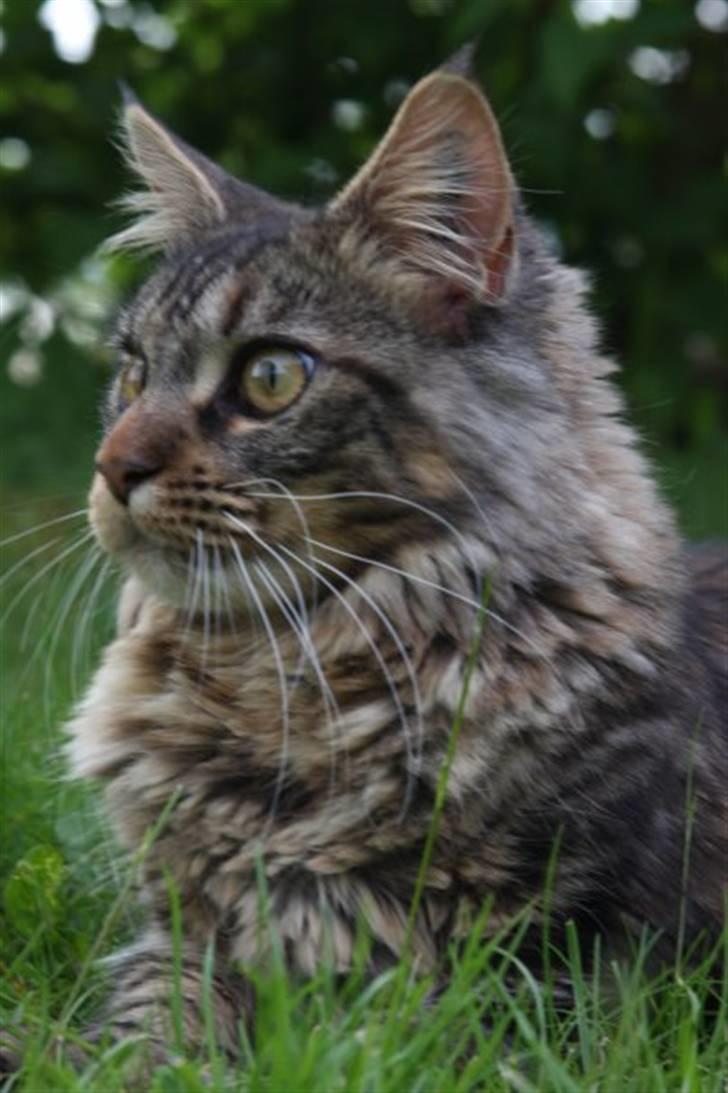 Maine Coon Luna billede 1