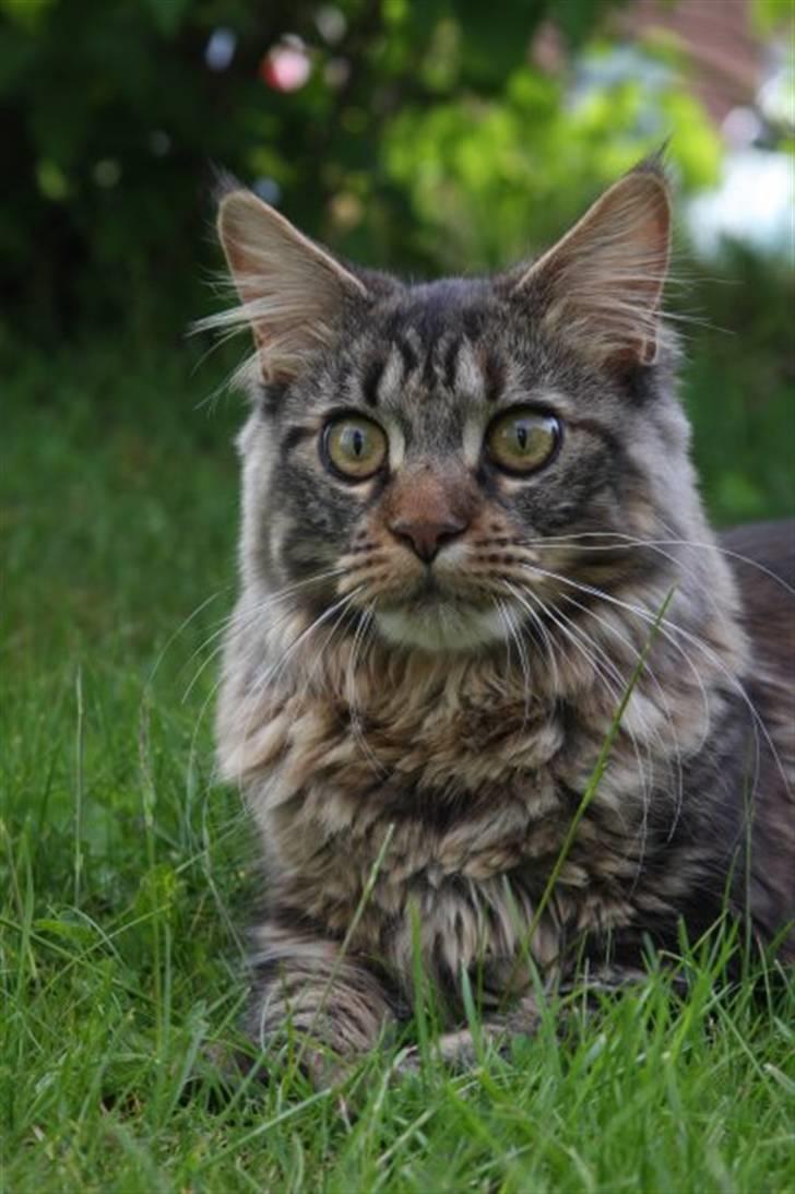 Maine Coon Luna billede 2