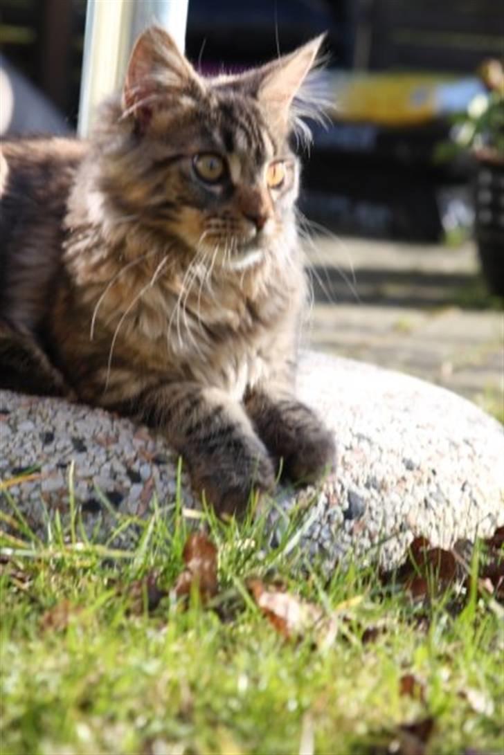 Maine Coon Luna billede 3