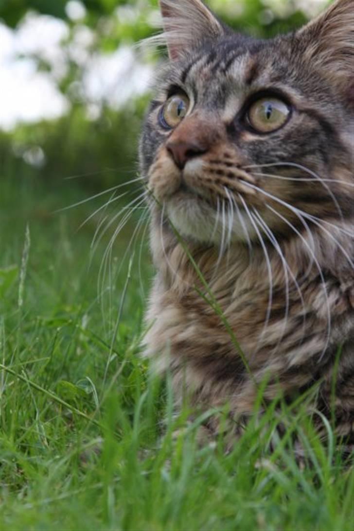 Maine Coon Luna billede 4