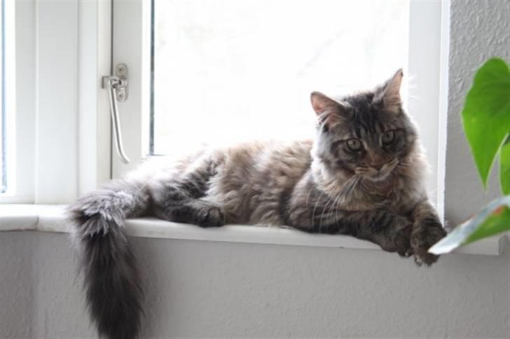 Maine Coon Luna billede 5