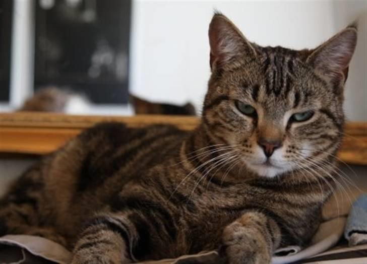 Huskat Emil billede 1