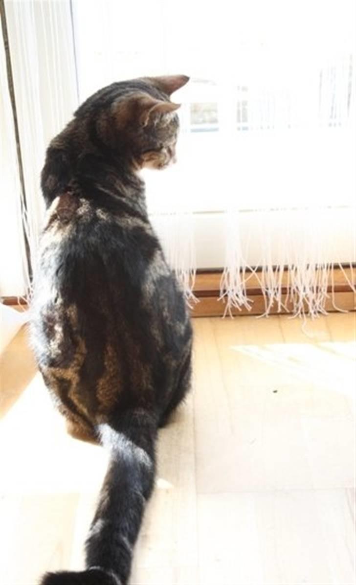 Huskat Emil billede 2